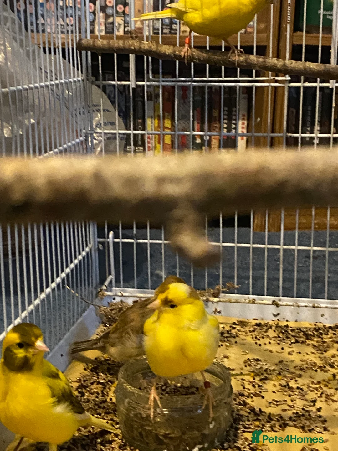 Canaries birds for sale: 3 pairs of canaries for sale  - Advert 4