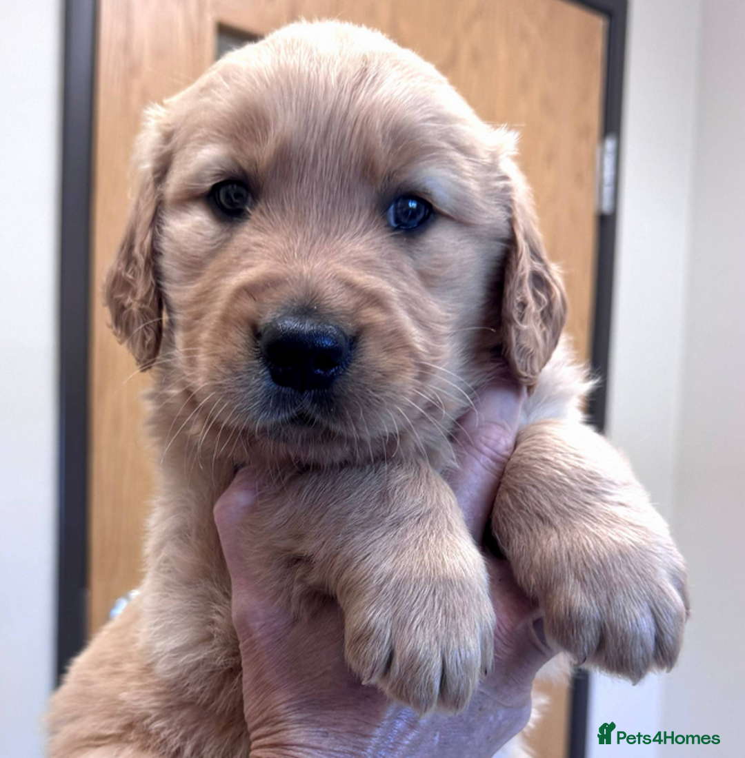 Golden Retriever dogs for sale: Golden Retriever Puppies For Reservation - Image 7