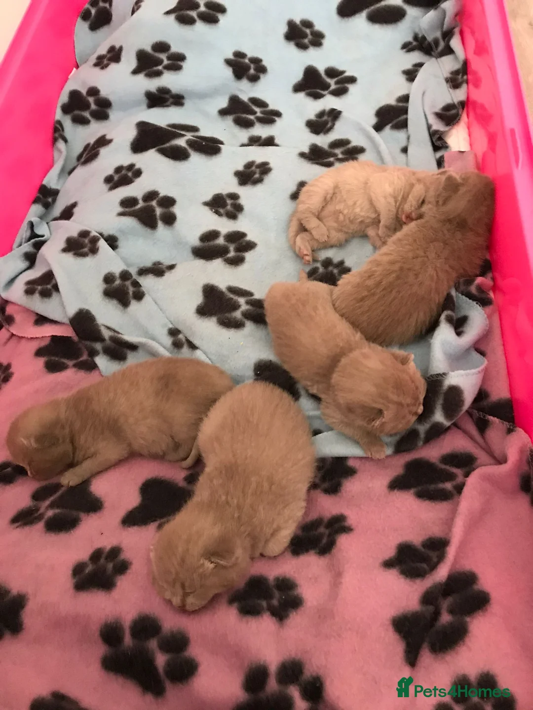 British Shorthair cats for stud: 🐈‍⬛ GIZZY THE STUD 🐈‍⬛ GCCF AND TICA REGISTERED  in Solihull - Advert 7