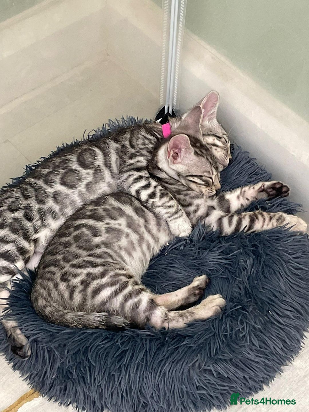 Bengal cats for sale: 12 Bengal Cubs Ready for Their Forever Home - Image 23