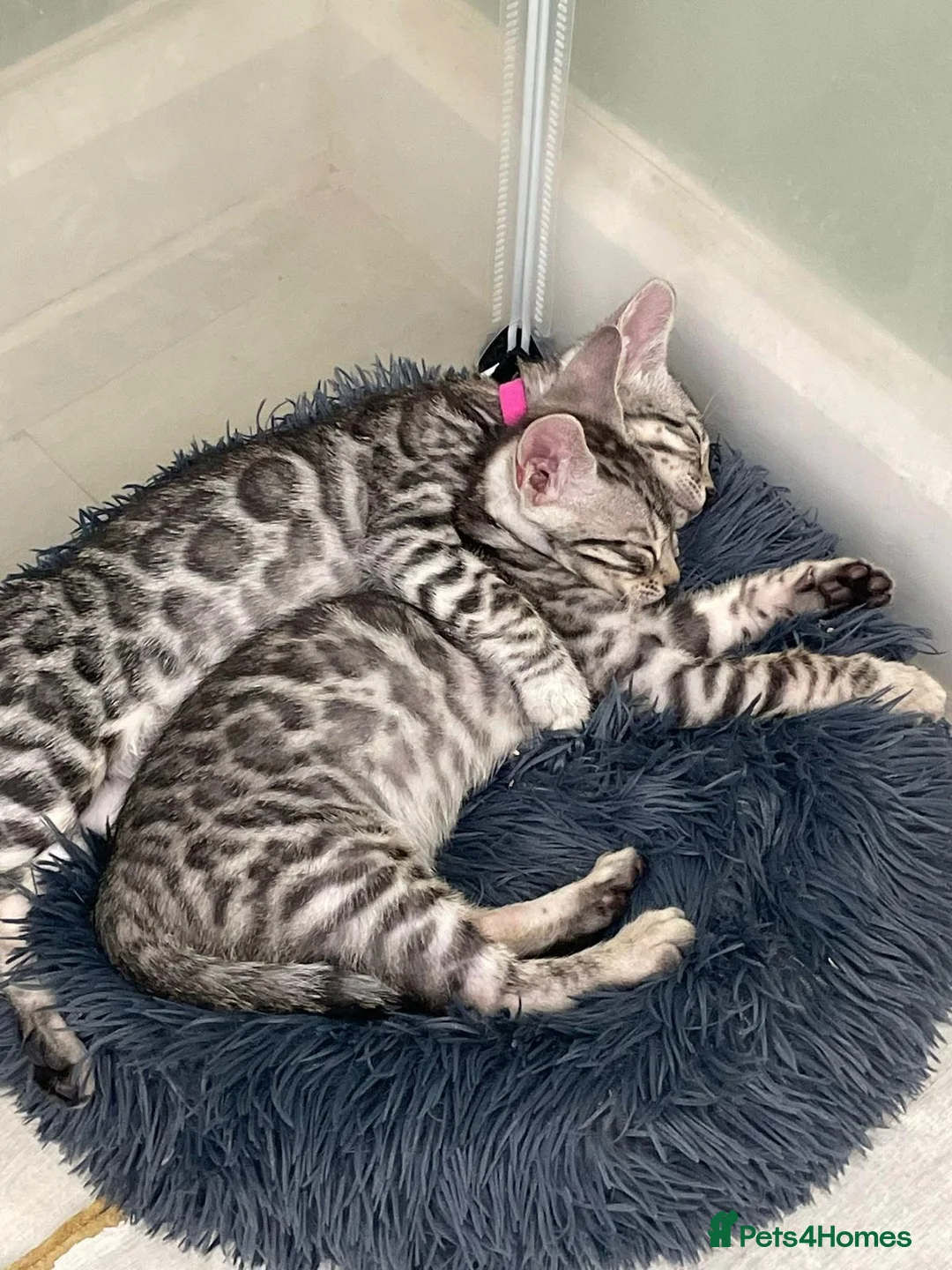 Bengal cats for sale: - Brown & Silver Bengals—Experienced Homes Only - Advert 11