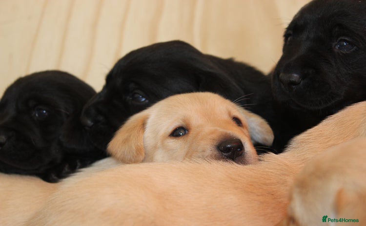 Labrador Retriever dogs - Advert 9