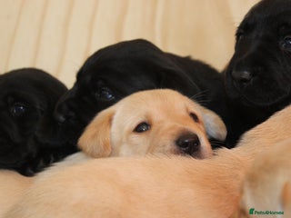 Labrador Retriever dogs - Advert 30
