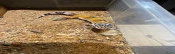 Leopard Gecko reptiles for sale: Leopard geckos - Advert 8