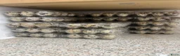 Quail poultry for sale: Mixed Coturnix quail and eggs in Bradford - Advert 4