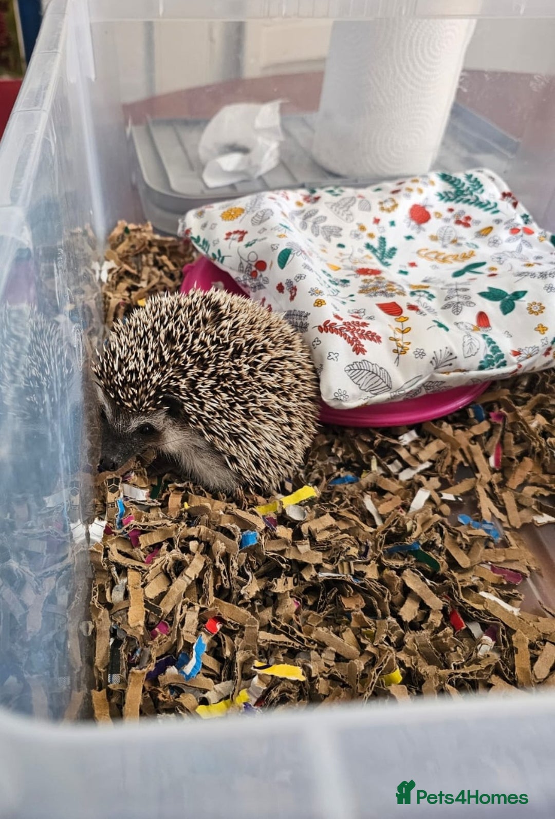 Pygmy Hedgehog rodents for sale: African Pygmy Hedgehog Male 9 months - Advert 3
