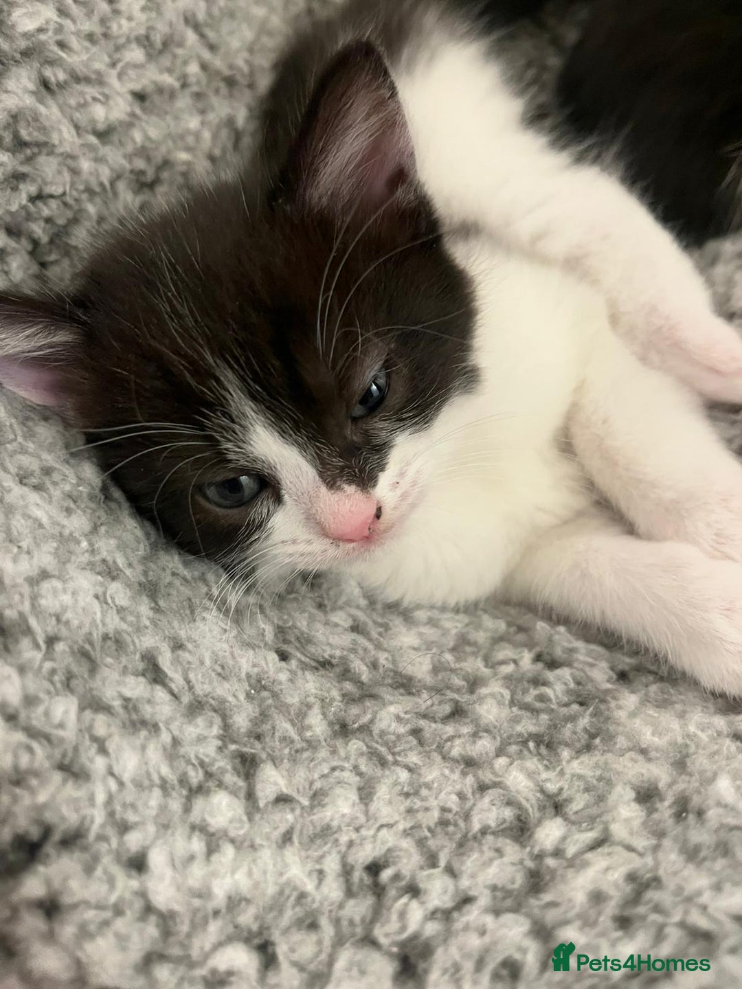 Mixed Breed cats for sale: Two charming female kittens - Image 7