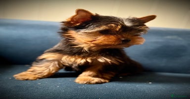 Yorkshire Terrier dogs - Advert 6