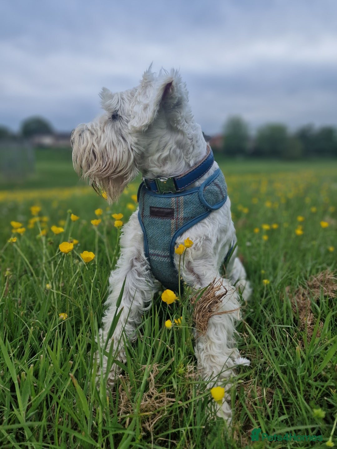 Miniature Schnauzer dogs for stud: White Miniature Schnauzer for stud - Advert 5