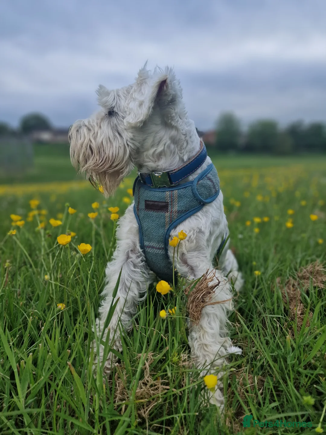 Miniature Schnauzer dogs for stud: White Miniature Schnauzer for stud - Advert 5