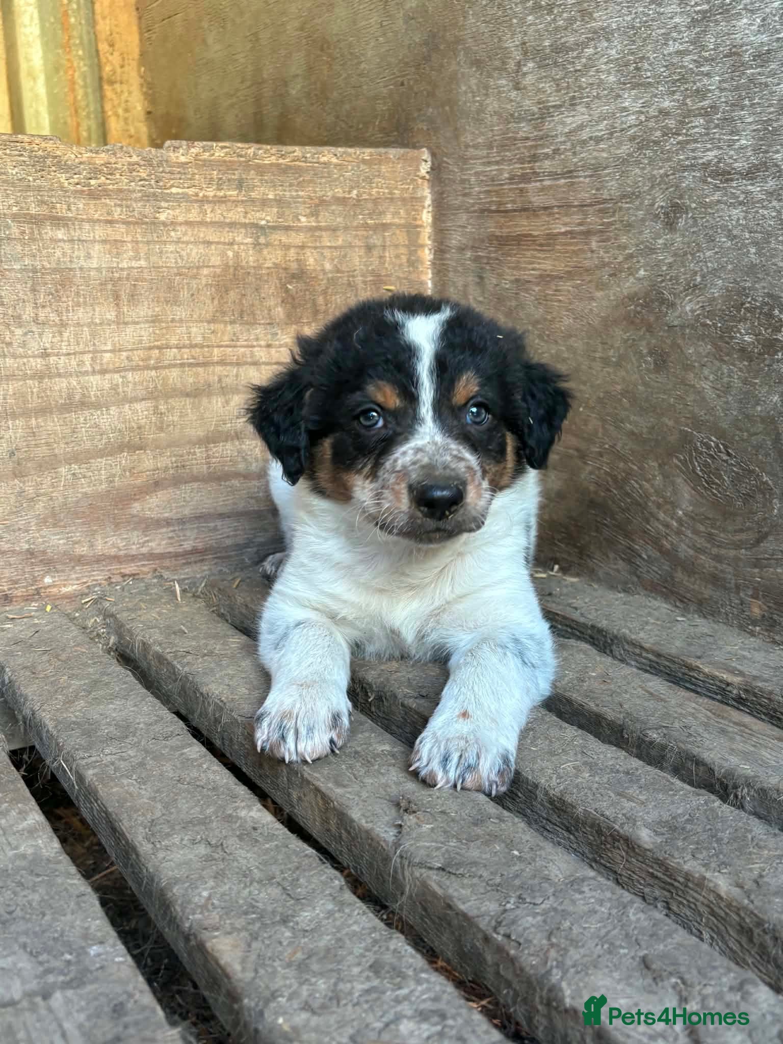 Border Collie dogs Stunning Border Collies For Sale! - Advert 1