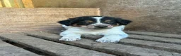 Border Collie dogs for sale: Stunning Border Collies For Sale! - Advert 9
