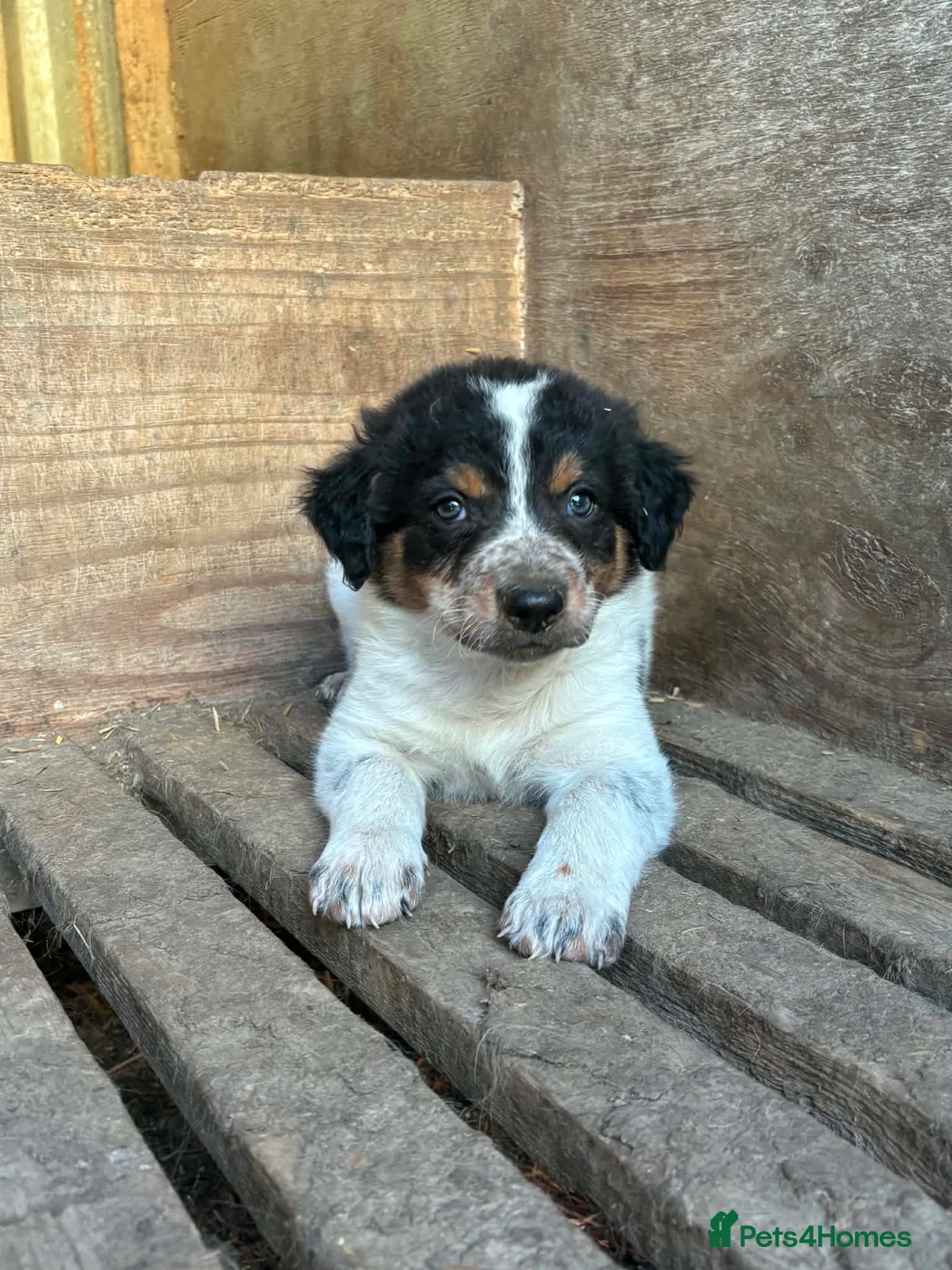 Border Collie dogs for sale: Stunning Border Collies For Sale! - Advert 9
