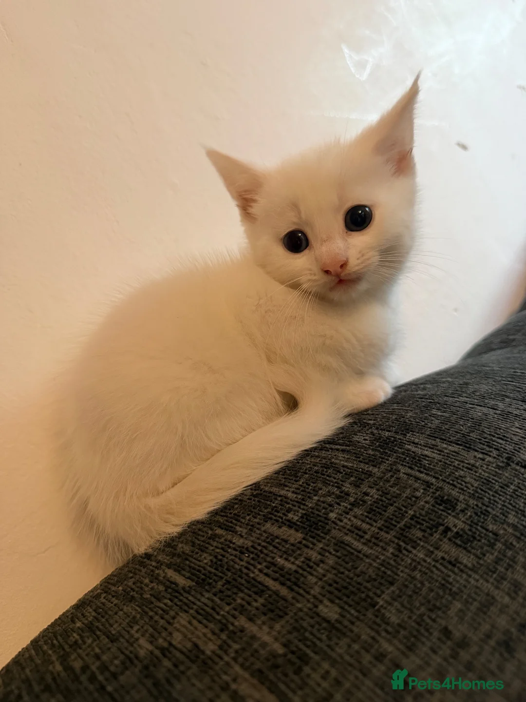 Mixed Breed cats for sale: 2 white kittens - Advert 4