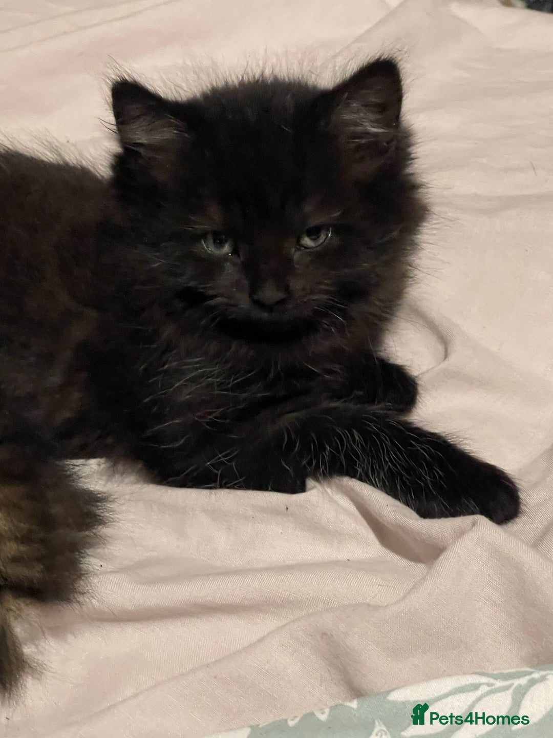 Mixed Breed cats for sale: Beautiful mixed kittens long and shorty hair - Advert 18