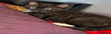 Aries RARE Chocolate bicolor kitten