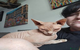 Sphynx cats for sale: Pair of sphynxes - Image 2
