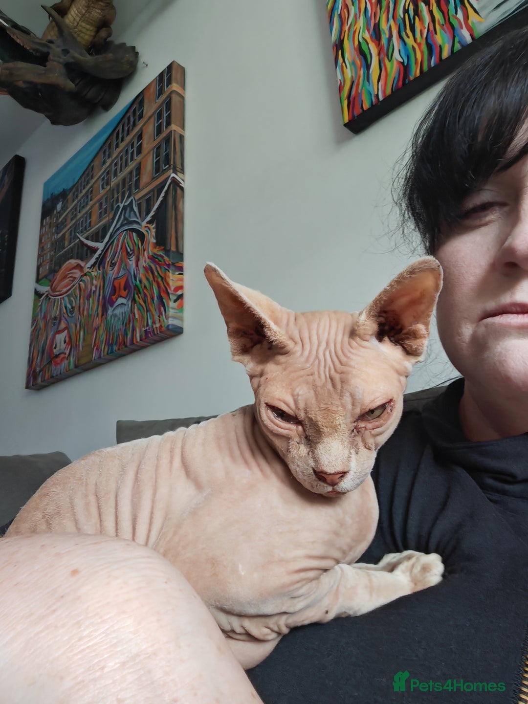 Sphynx cats for sale: Pair of sphynxes - Image 2