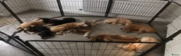 Saluki dogs for sale: Beautiful Saluki puppies Now Available - Advert 6