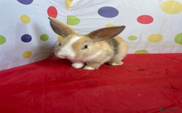 French Lop rabbits for sale: French lop mixed baby rabbits ready to go - Image 6