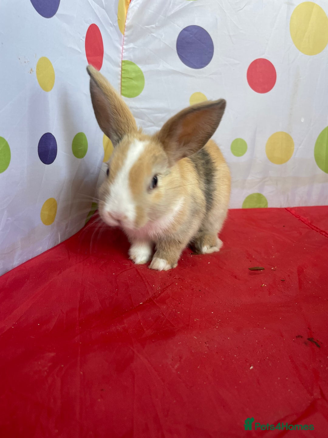 French Lop rabbits for sale: French lop mixed baby rabbits ready to go - Image 6