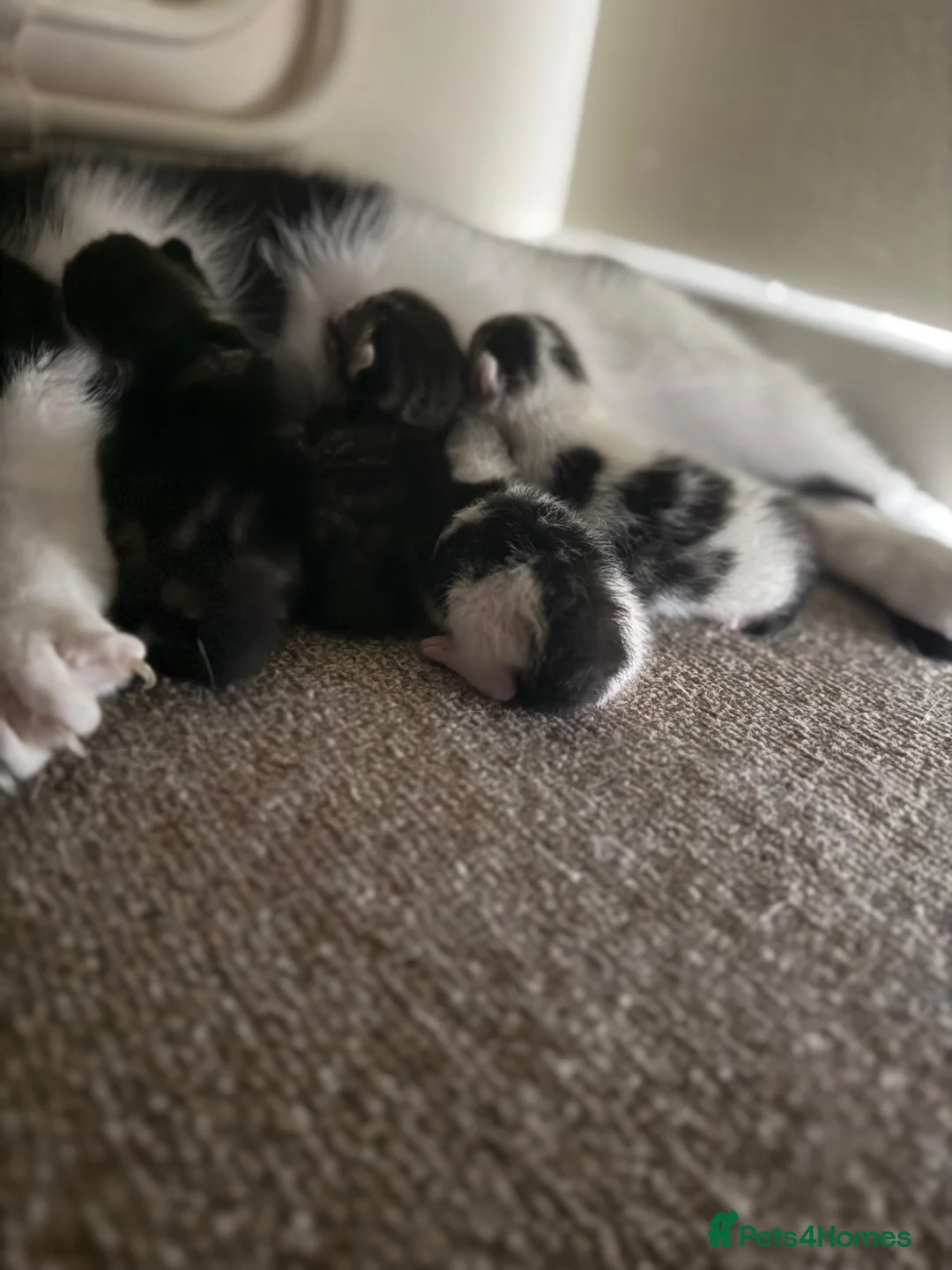 Mixed Breed cats for sale: 2 Kittens for sale  - Advert 7