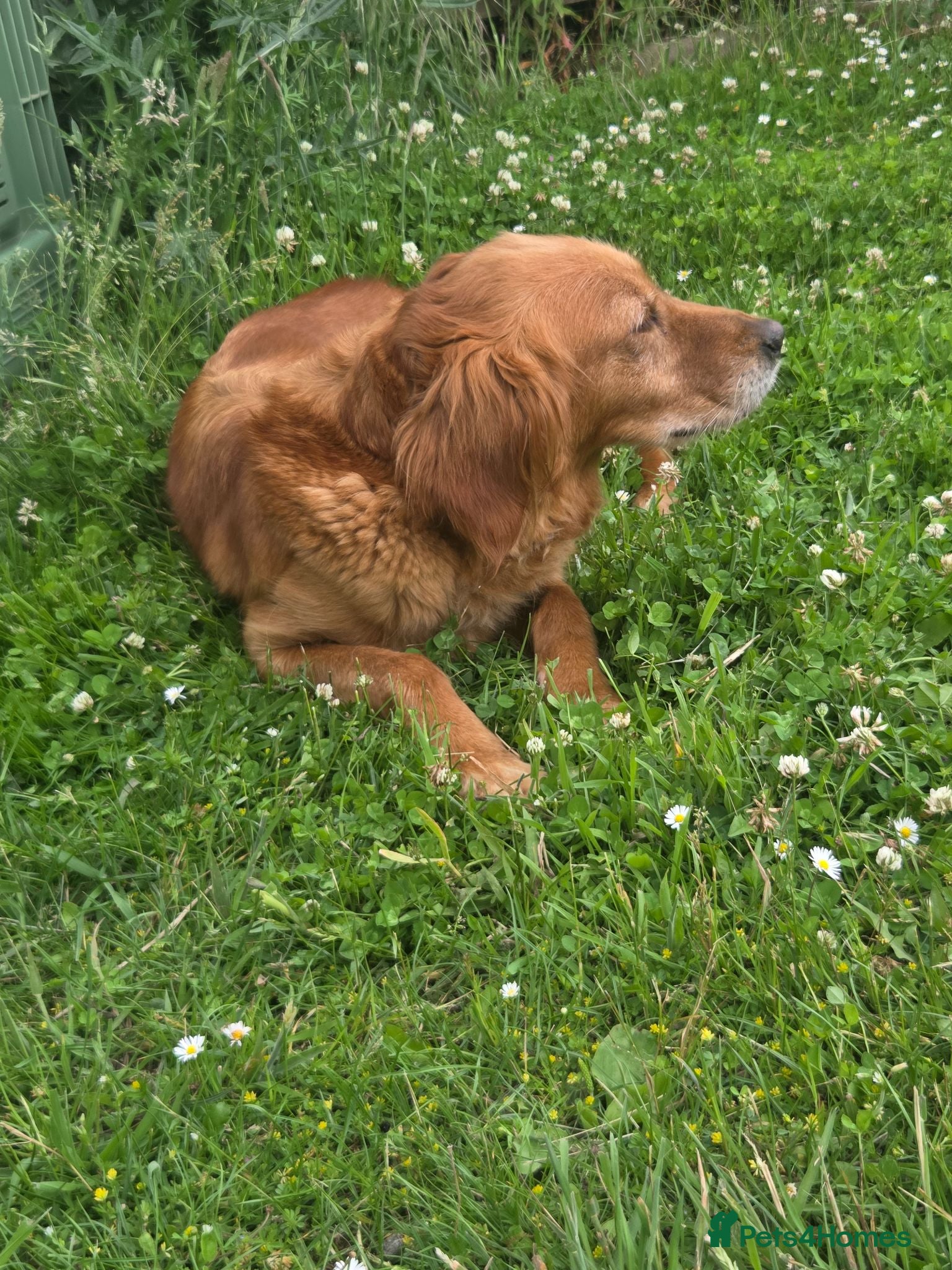 Golden Retriever dogs 🐶 Beautiful dark working golden retriever pups 🐶 - Advert 2