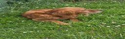 Golden Retriever dogs for sale: 🐶 Beautiful dark working golden retriever pups 🐶 - Advert 2