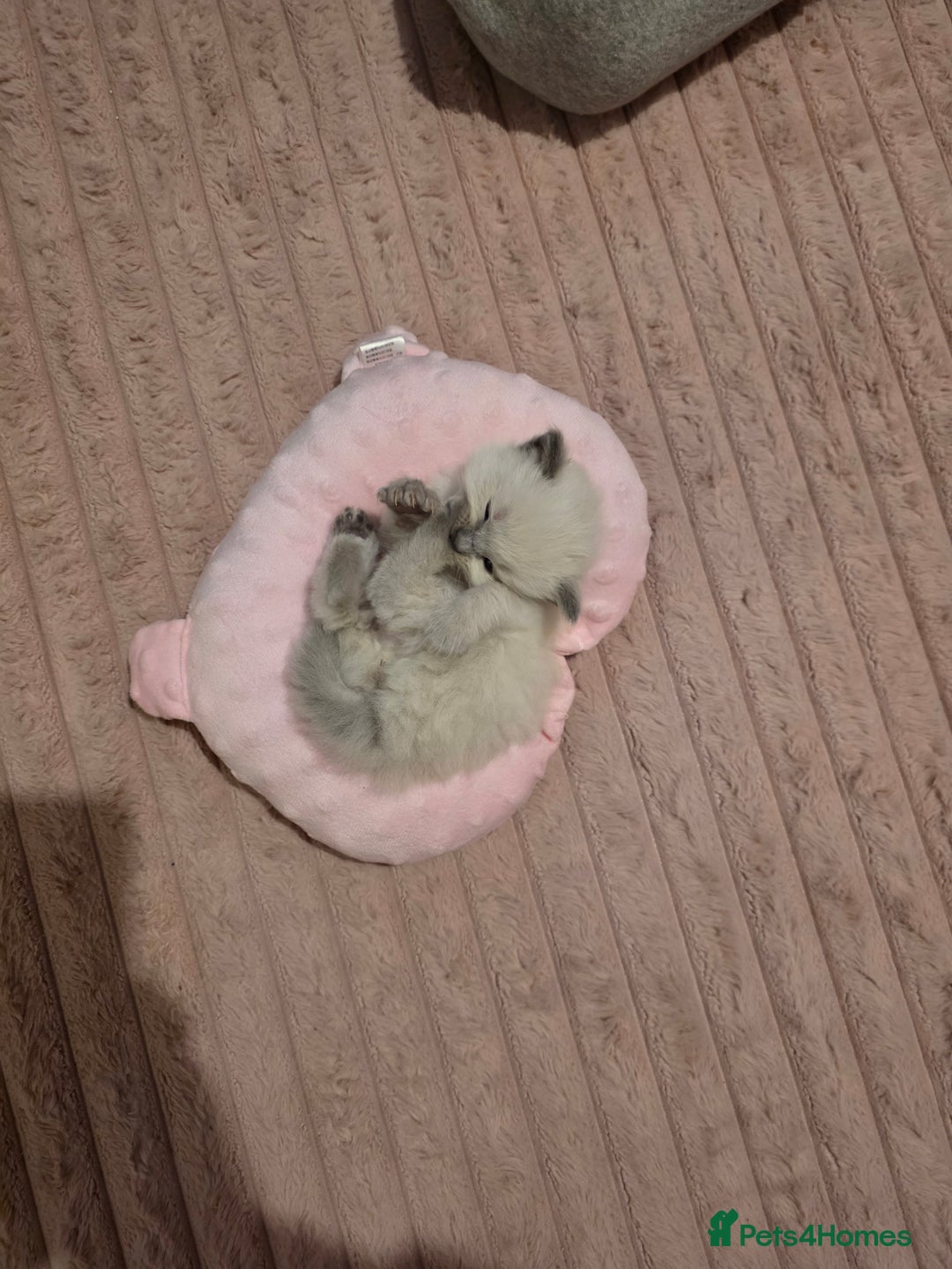 Ragdoll cats for sale: Pure ragdoll kittens  - Advert 8