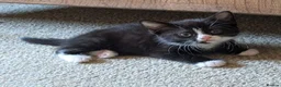 British Shorthair cats for sale: Friendly little kittens for sale - Advert 3