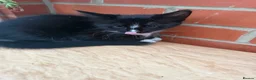 Korat cats for sale: Kittens for Sale – Price Negotiable 🐾 - Advert 26