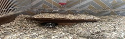 Gerbil rodents for sale: 2x Male Gerbils + setup - Advert 6