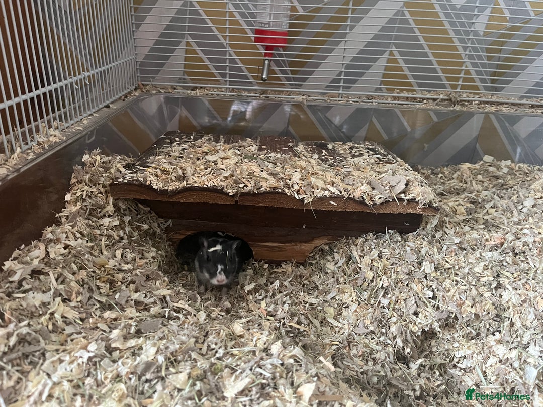 Gerbil rodents for sale: 2x Male Gerbils + setup - Advert 6