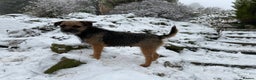 Mixed Breed dogs for sale: Border terrier x cocker spaniel  - Advert 2