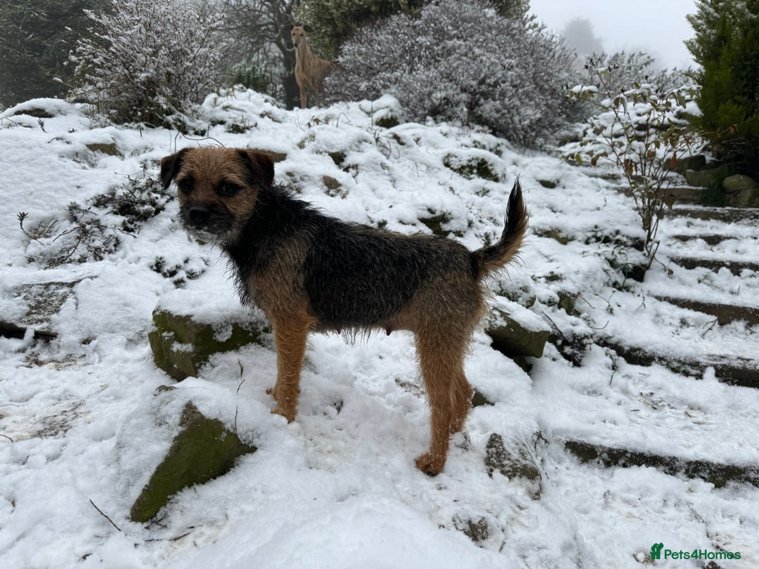 Mixed Breed dogs for sale: Border terrier x cocker spaniel  - Advert 2