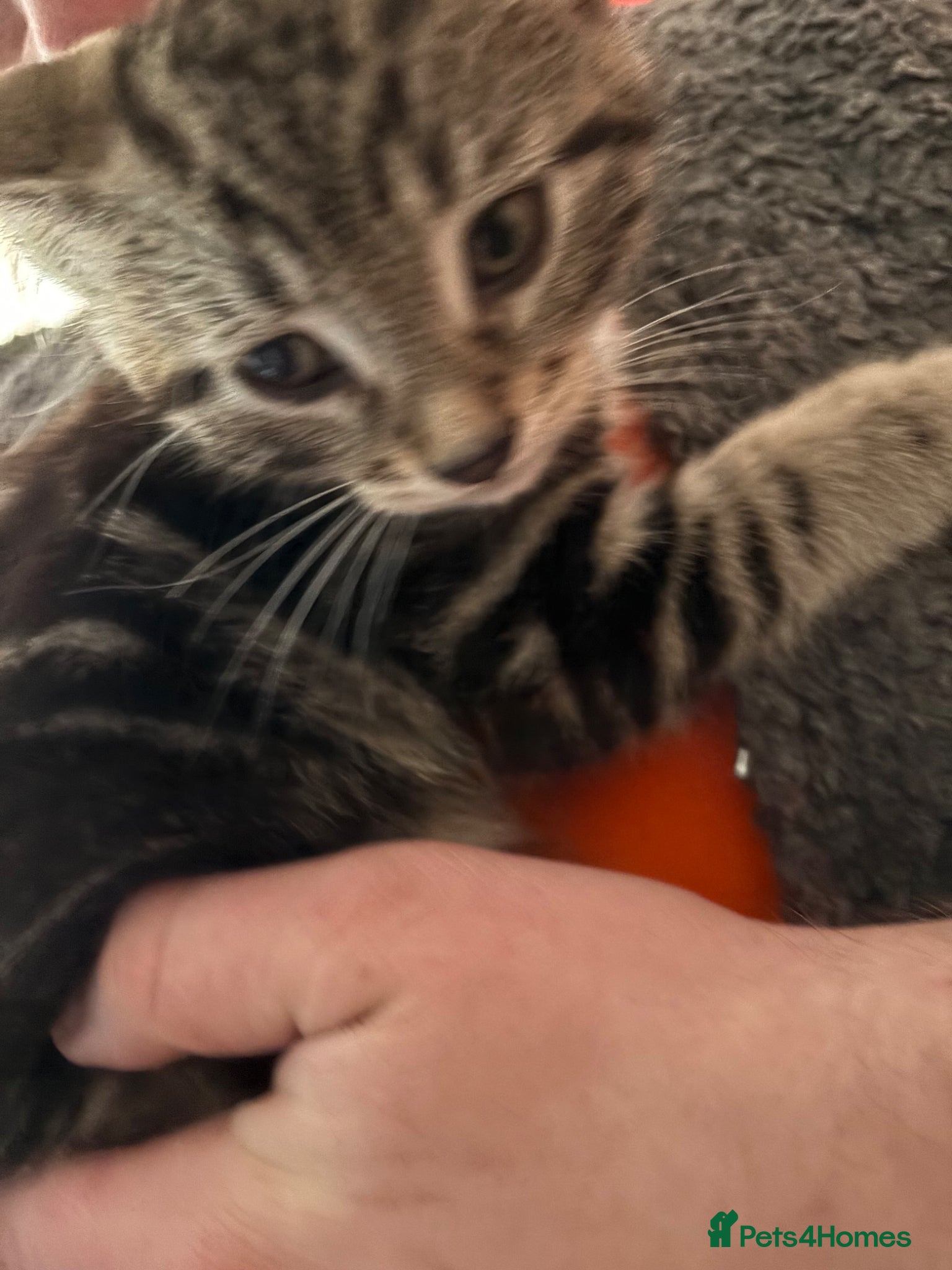 Domestic Shorthair cats 7 Kittens for Sale - Advert 17