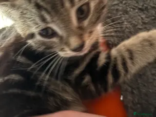 Domestic Shorthair cats 7 Kittens for Sale - Advert 17