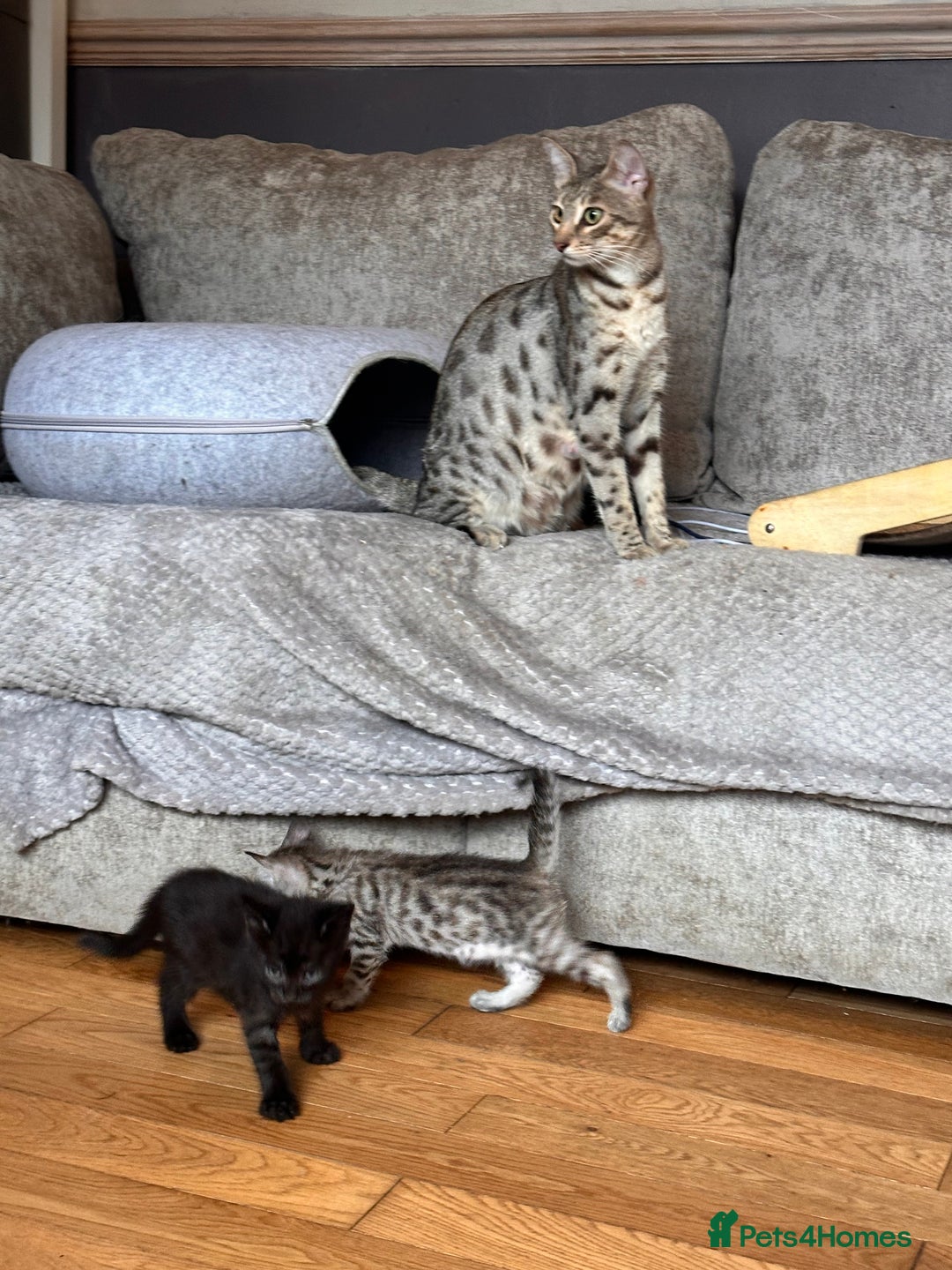 Savannah cats for sale: F4 Savannah kittens  - Advert 29