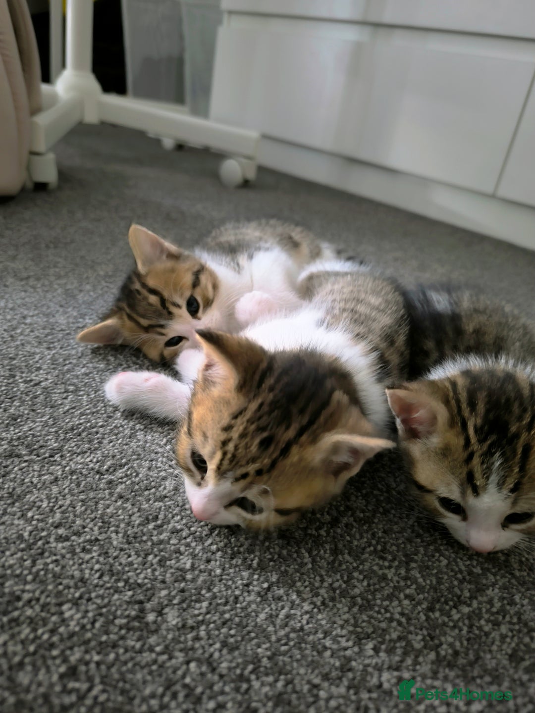 Scottish Fold cats for sale: Looking for my first home - Image 3