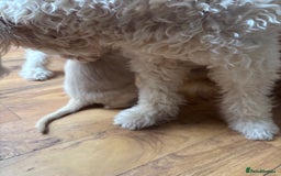 Mixed Breed dogs for sale: Female golden labradoodle  - Image 5