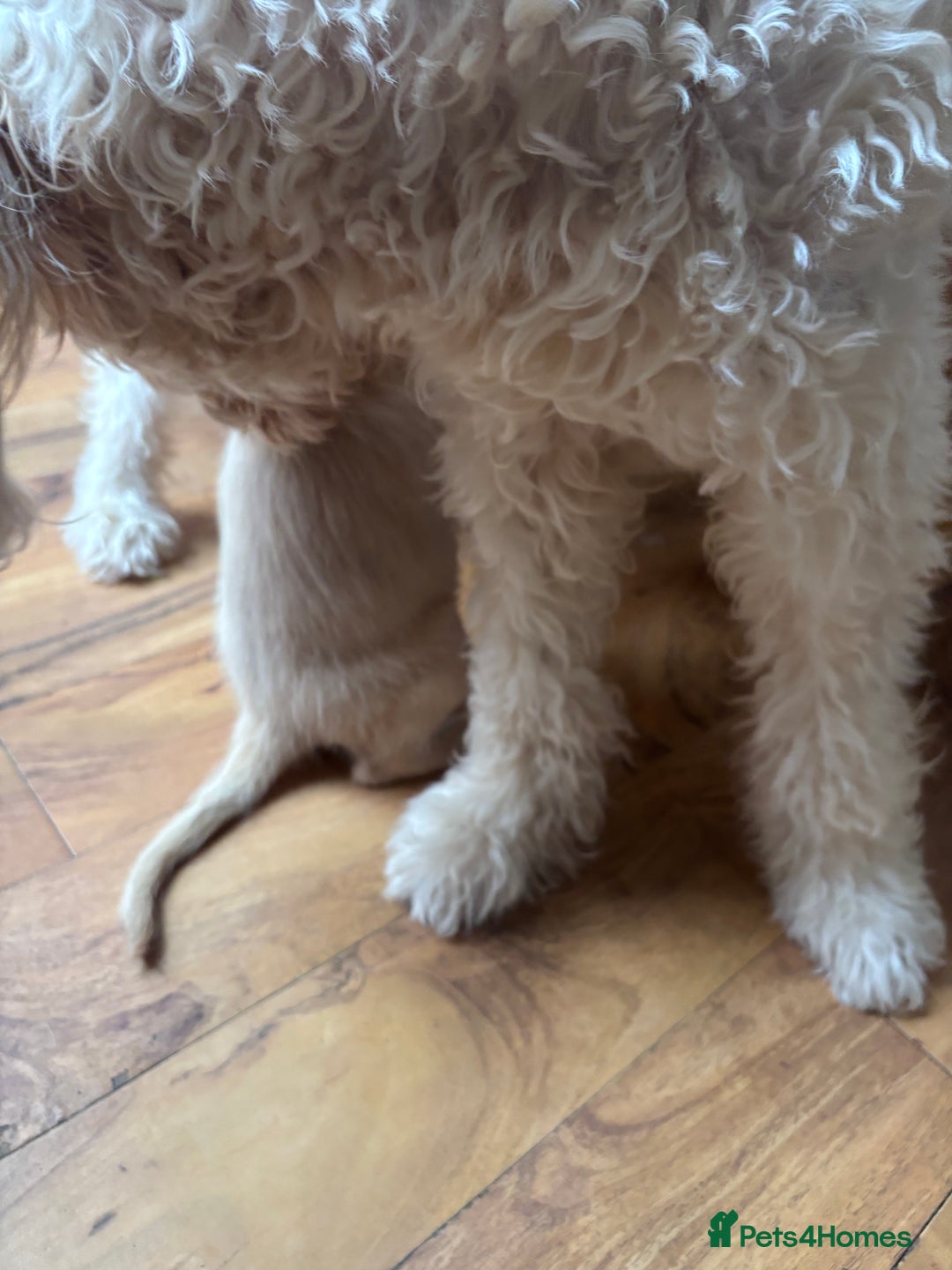 Mixed Breed dogs for sale: Female golden labradoodle  - Image 5
