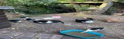 Ducks poultry for sale: Magpie ducklings  in Goole - Advert 2