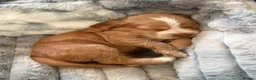 Cocker Spaniel dogs for sale: Cocker Spaniels - Advert 5