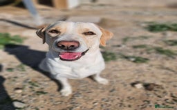 Labrador Retriever dogs for adoption: STORM !  - Image 7