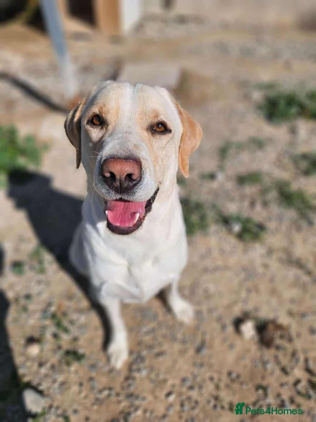 Labrador Retriever dogs for adoption: STORM !  - Image 7