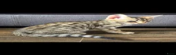 Bengal cats for sale: Beautiful Bengal cross kittens  - Advert 4