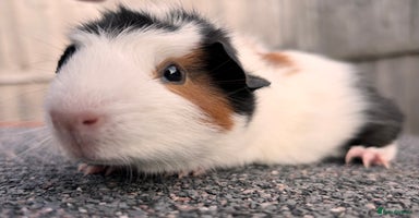 Guinea Pig rodents - Advert 9