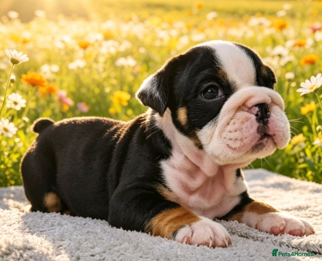 English Bulldog dogs English bulldog puppies  - Advert 2