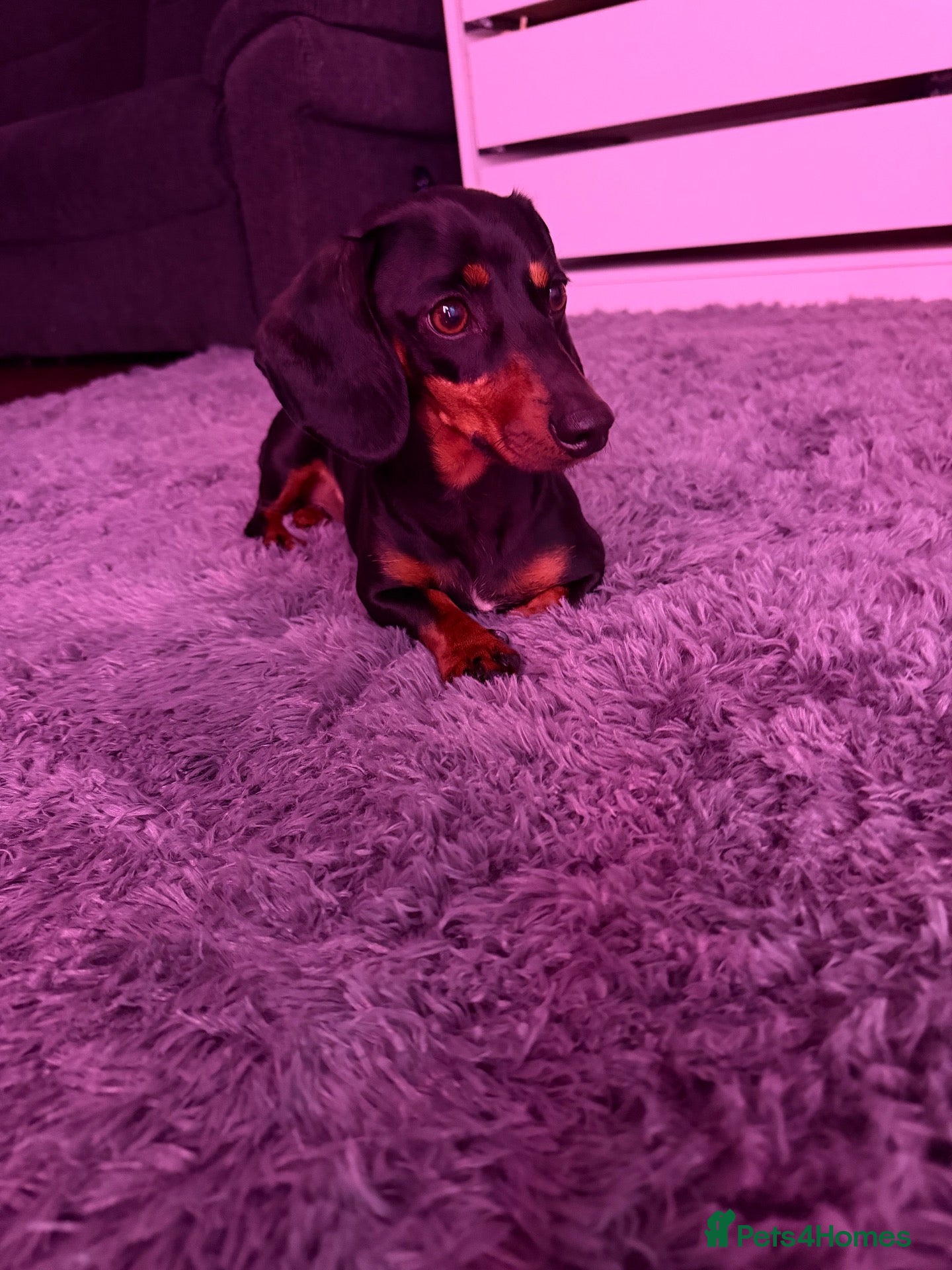 Miniature Dachshund dogs Beautiful Black and Tan miniature dachshund  - Advert 3