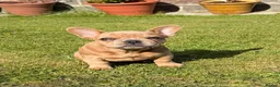 French Bulldog dogs for sale: 2 gorgeous French bulldog puppies  - Advert 19